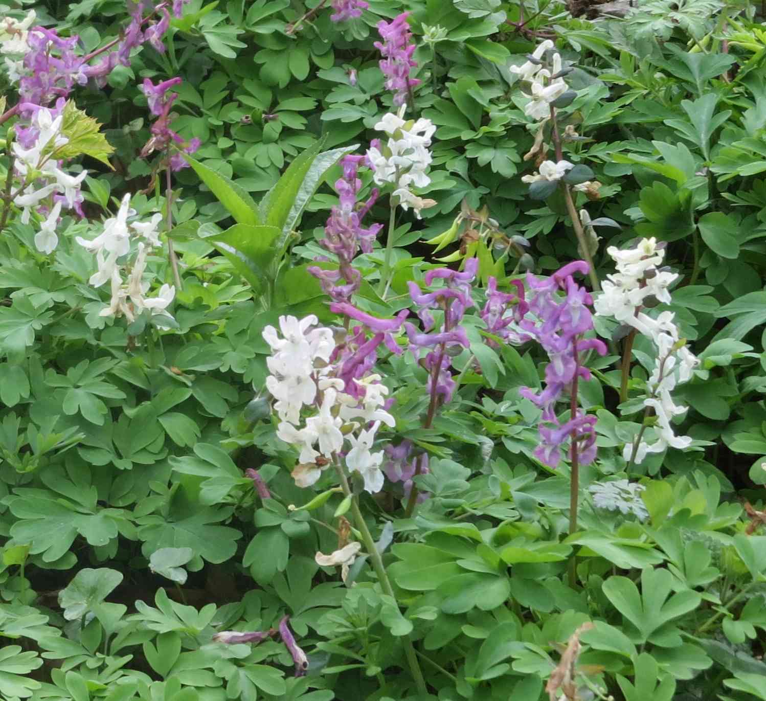 Zwei Arten der Gattung Lerchensporn (Corydalis) auf dem Wittekindsberg.